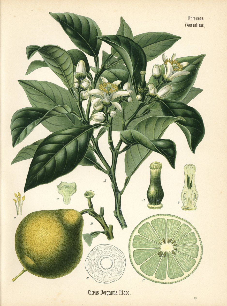 Orange Bergamot by Unbekannter Künstler