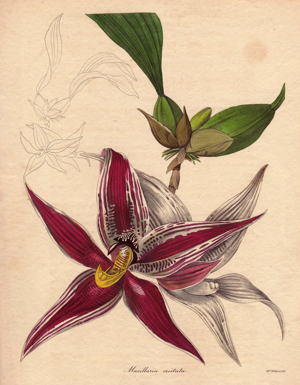 Orchid variety, Paphinia (Maxillaria) cristata, endemic species in northern South America. Illustration by Augusta Innes Withers by Unbekannter Künstler