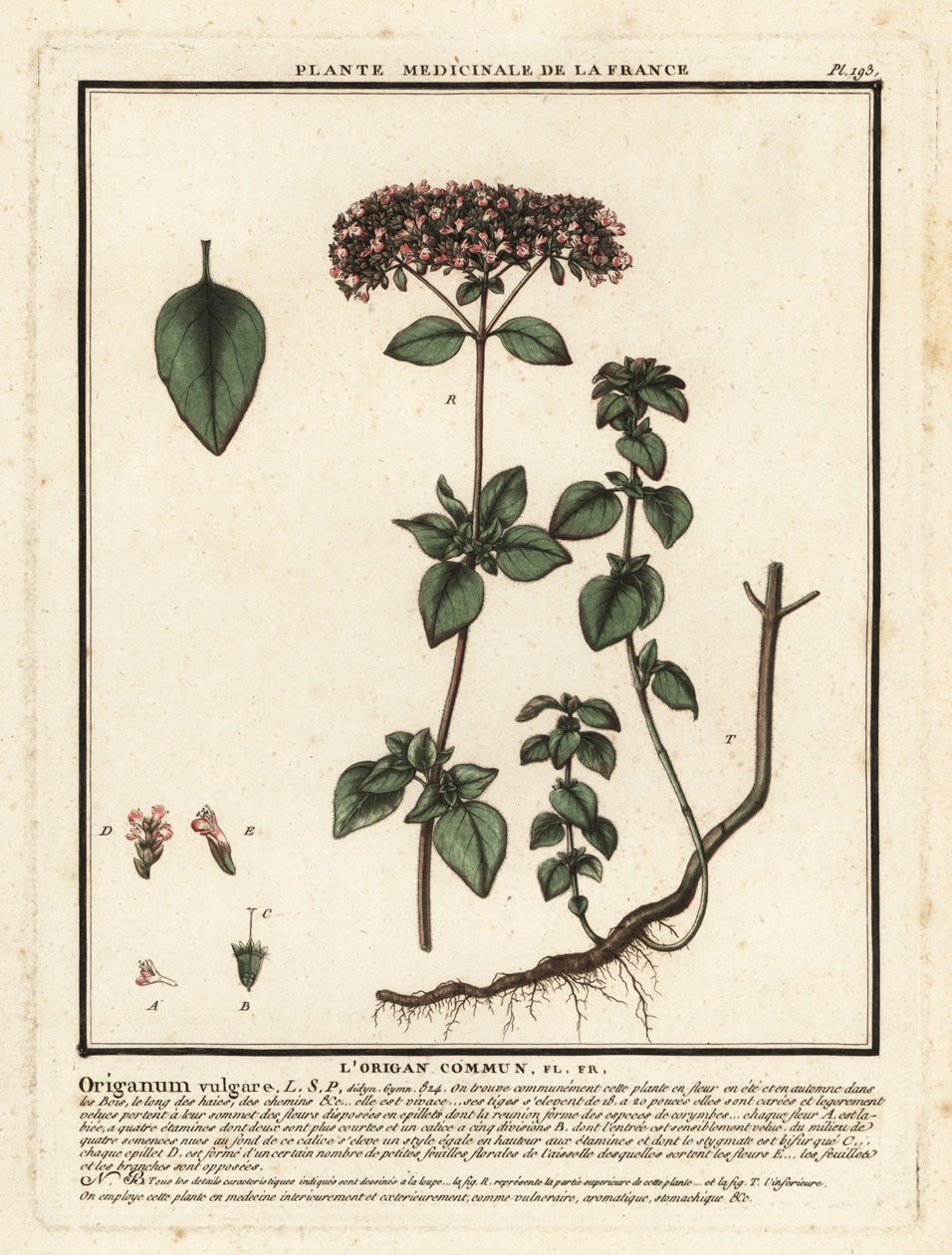 Oregano or wild marjoram, Origanum vulgare by Unbekannter Künstler