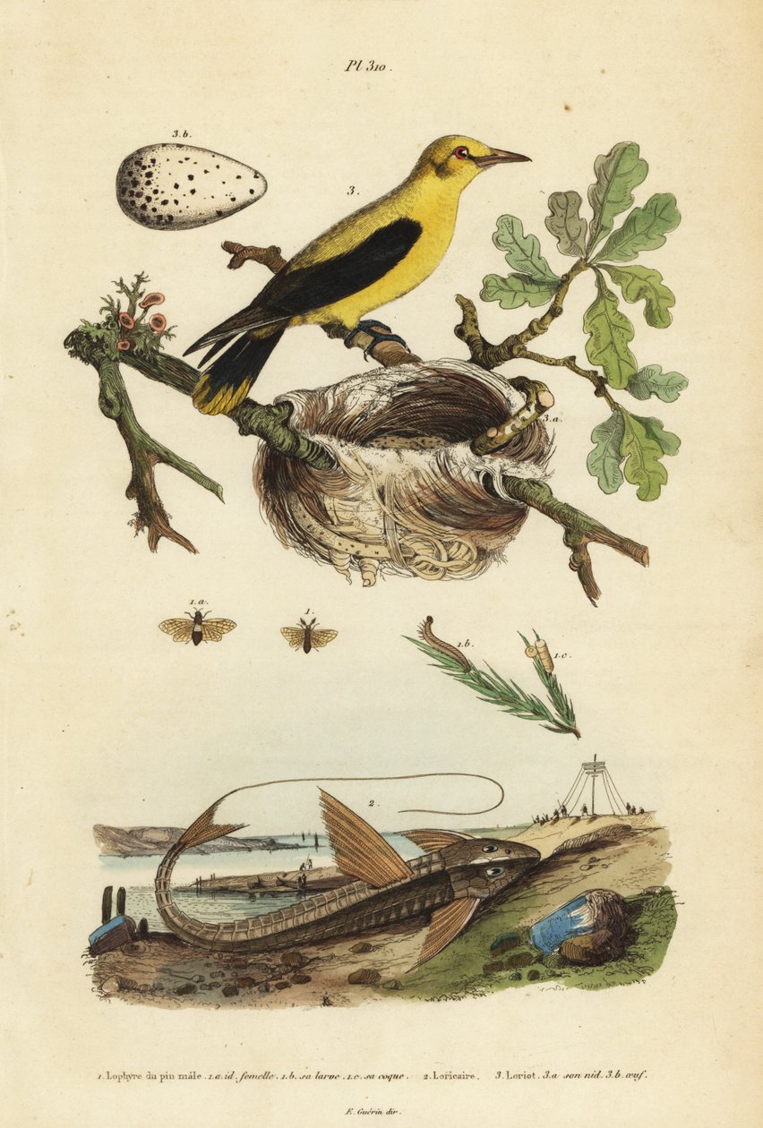 Oriole blackbird, nest and eggs, chocolate loricarid armored catfish, and pine sawfly by Unbekannt