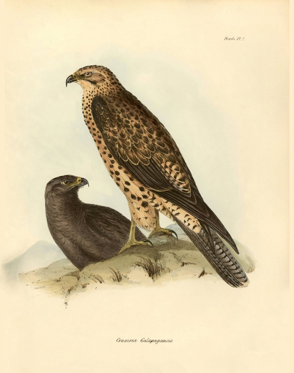 Ornithology: 