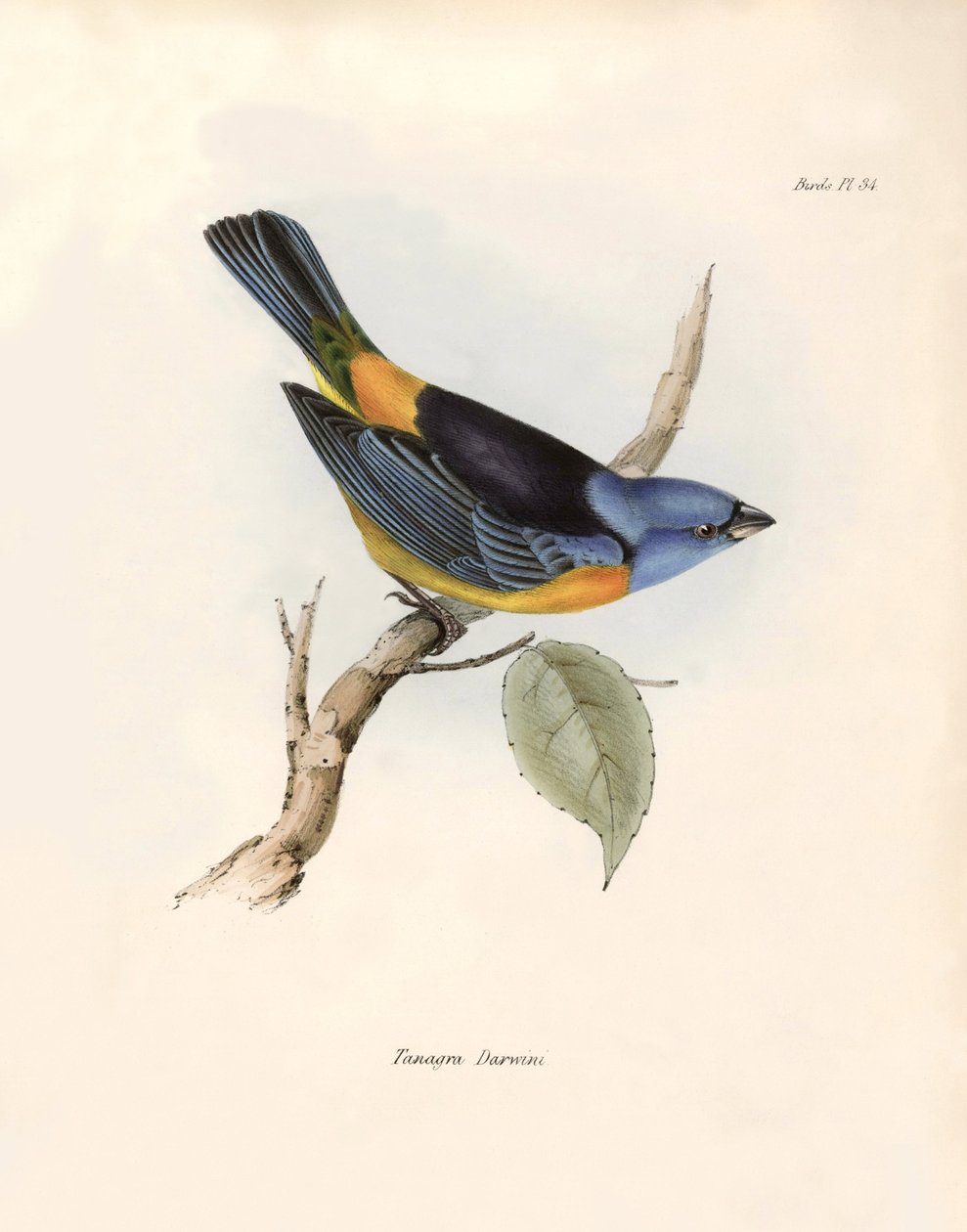 Ornithology: Darwin
