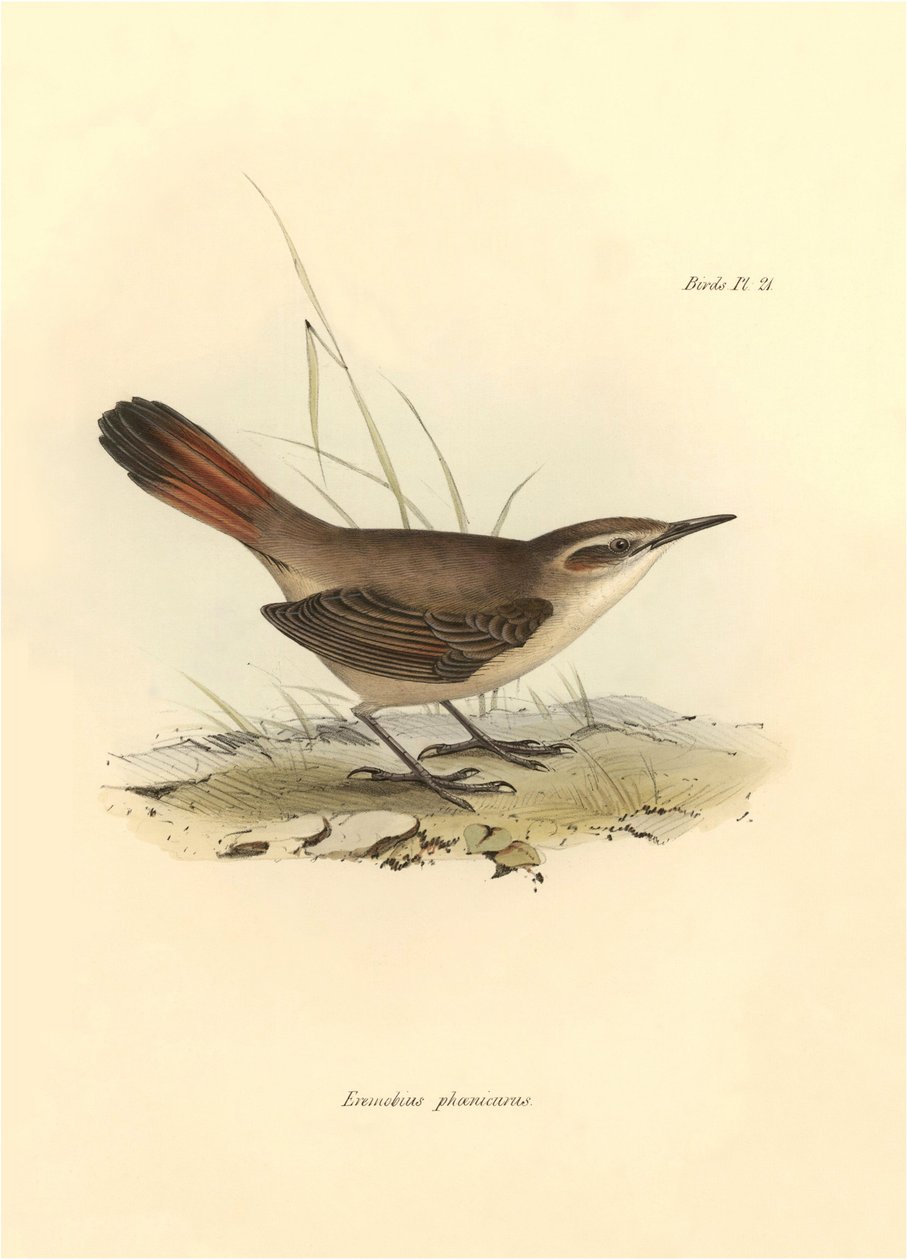 Ornithology: Eremobius phoenicurus described by Charles Darwin during his expedition aboard the Beagle. Plate from The zoology of the voyage of H.M.S. Beagle. Flight. III, Birds described by John Gould, with notice of their habits by Charles Darwin by Unbekannter Künstler