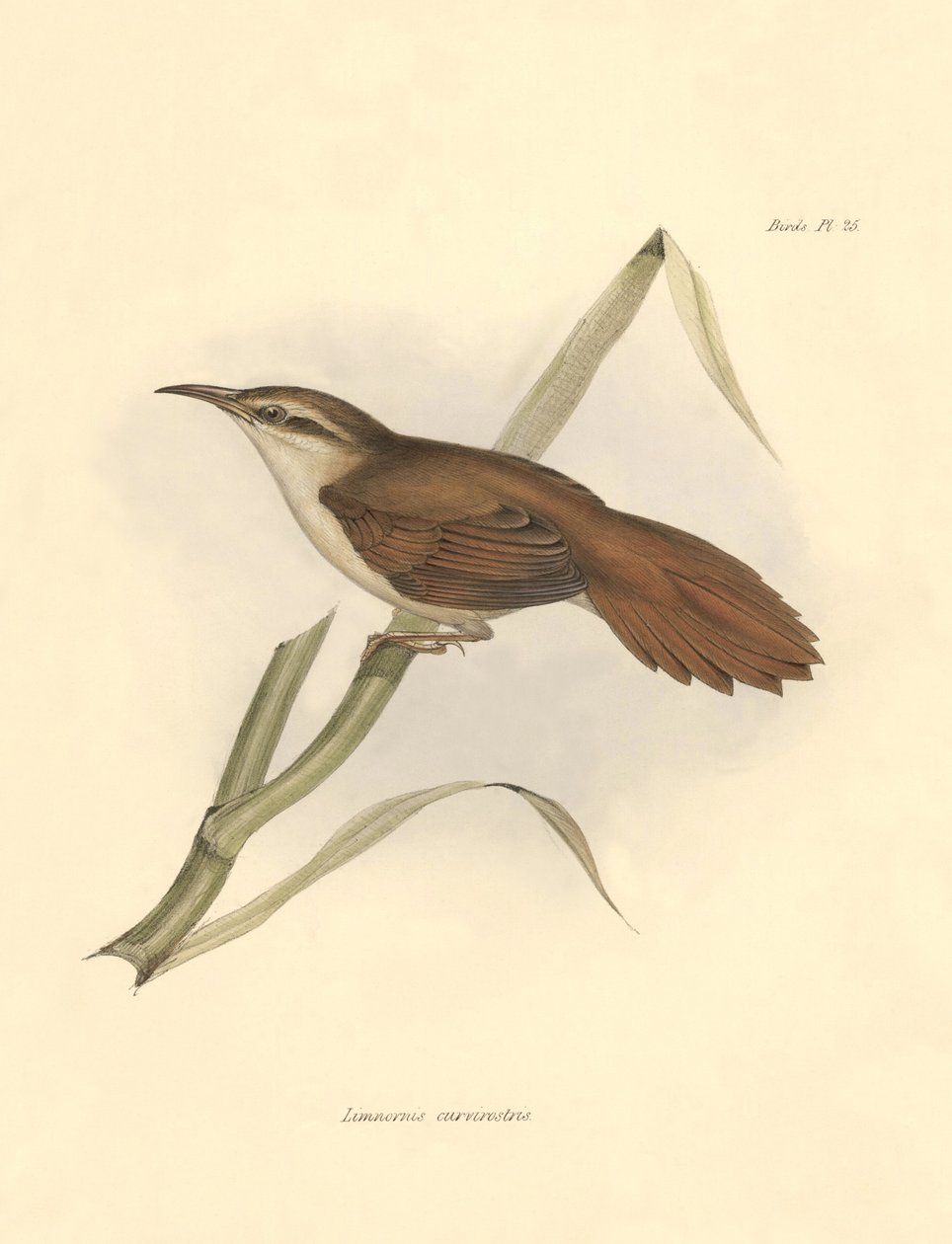 Ornithology: Limnornis curvirostris of the furnariid family described by Charles Darwin during his expedition aboard the Beagle. Plate from The zoology of the voyage of H.M.S. Beagle. Flight. III, Birds described by John Gould, with notice of their habits by Unbekannter Künstler