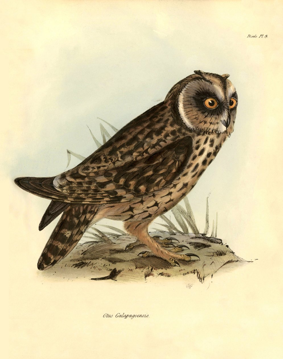 Ornithology: 