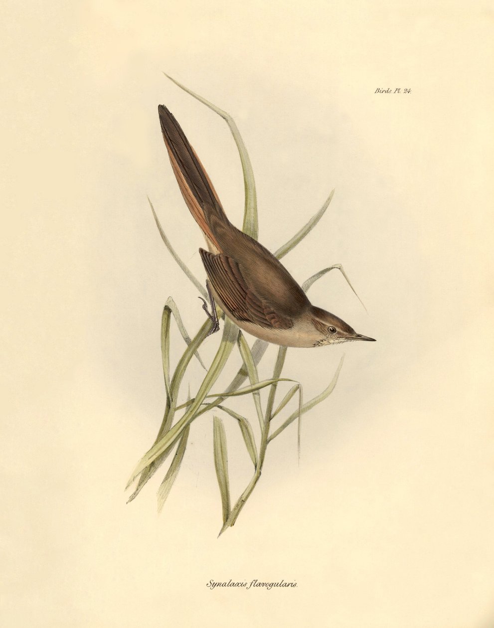 Ornithology: Synallaxis rufogularis described by Charles Darwin during his expedition aboard the Beagle. Plate from The zoology of the voyage of H.M.S. Beagle. Flight. III, Birds described by John Gould, with notice of their habits by Charles Darwin by Unbekannter Künstler
