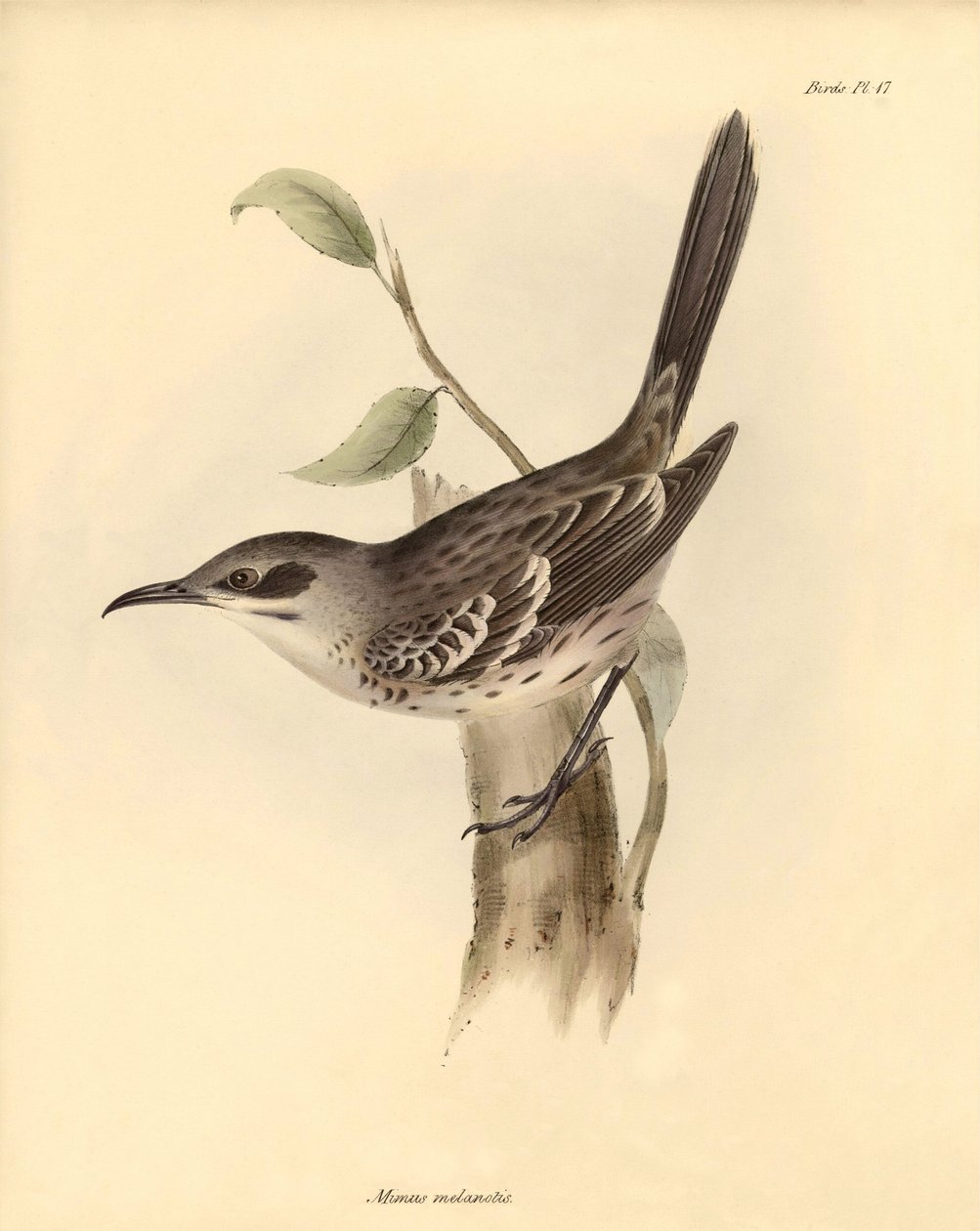 Ornithology: The Mimus melanotis of the mockers family described by Charles Darwin during his exploration journey aboard the Beagle. Plate from The Zoology of the voyage of H.M.S. Beagle under the command of Captain Fitzroy during the years 1832 to 1836 by Unbekannter Künstler