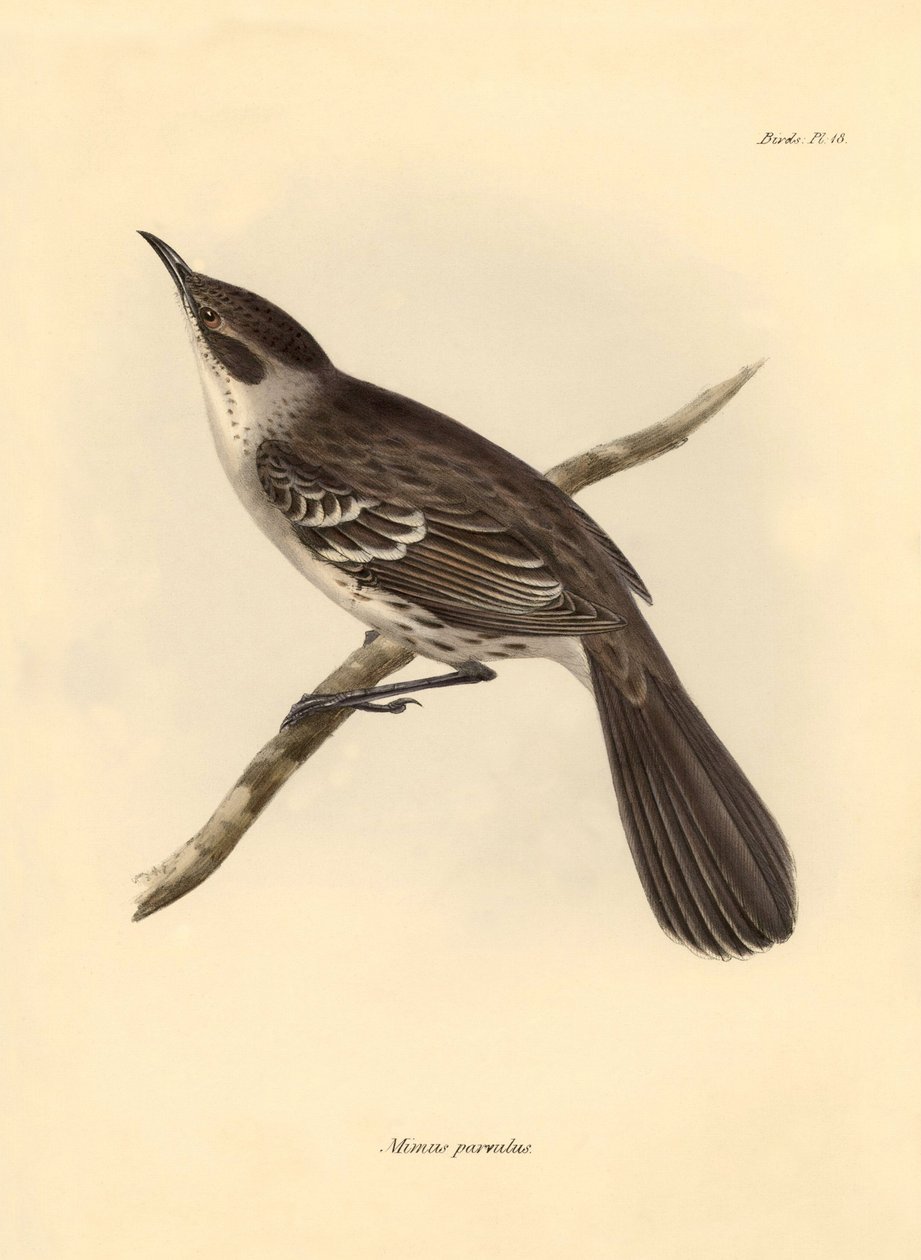Ornithology: The Mimus parnilus of the mockers family described by Charles Darwin during his exploration journey aboard the Beagle. Plate from The Zoology of the voyage of H.M.S. Beagle under the command of Captain Fitzroy during the years 1832 to 1836 by Unbekannter Künstler