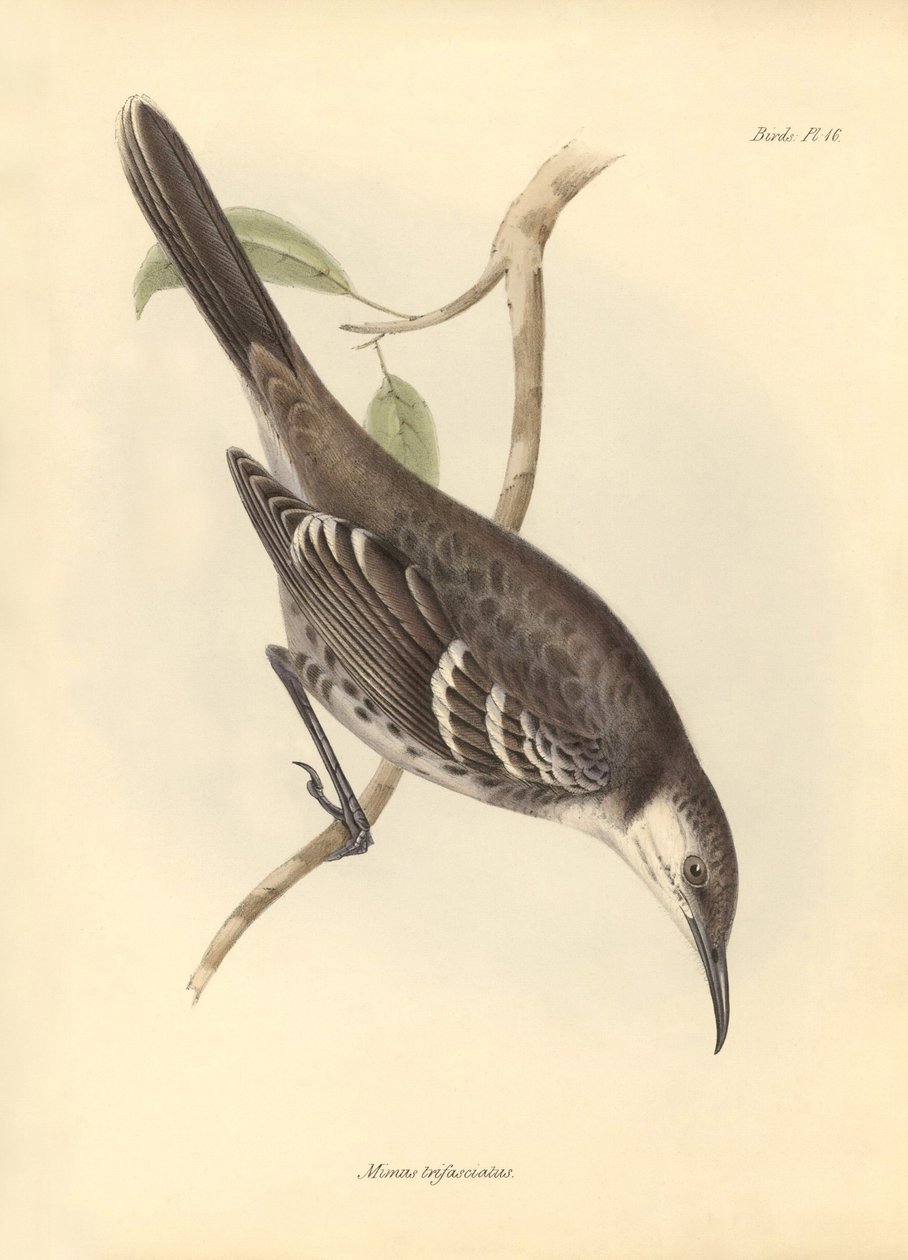 Ornithology: The Mimus trifasciatus of the mockers family described by Charles Darwin during his exploration journey aboard the Beagle. Plate from The Zoology of the voyage of H.M.S. Beagle under the command of Captain Fitzroy during the years 1832 to 1836 by Unbekannter Künstler