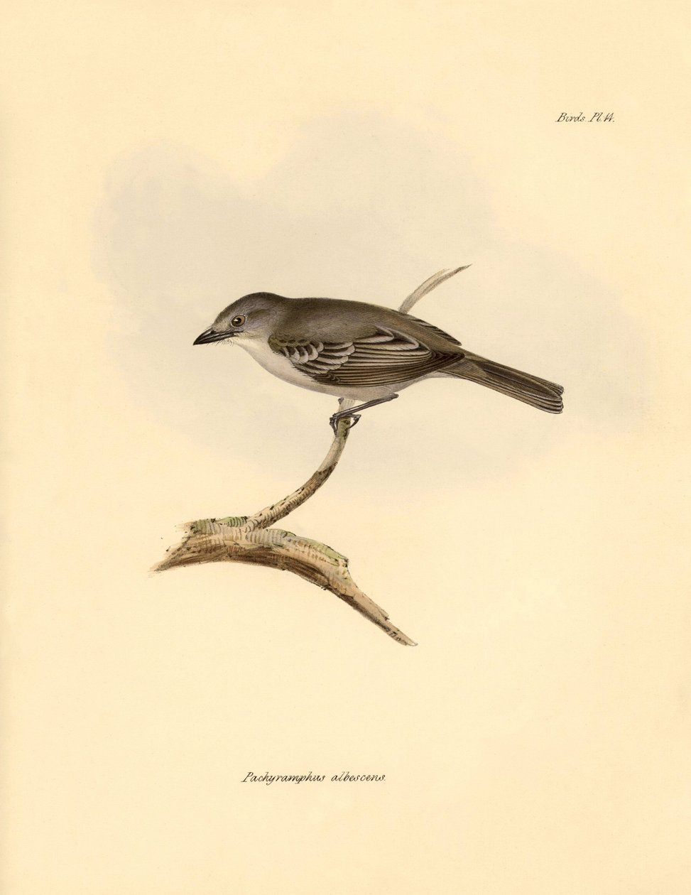 Ornithology: The 