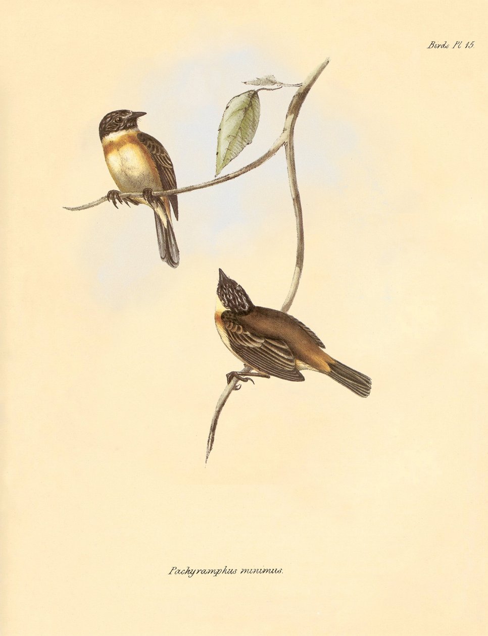 Ornithology: The 