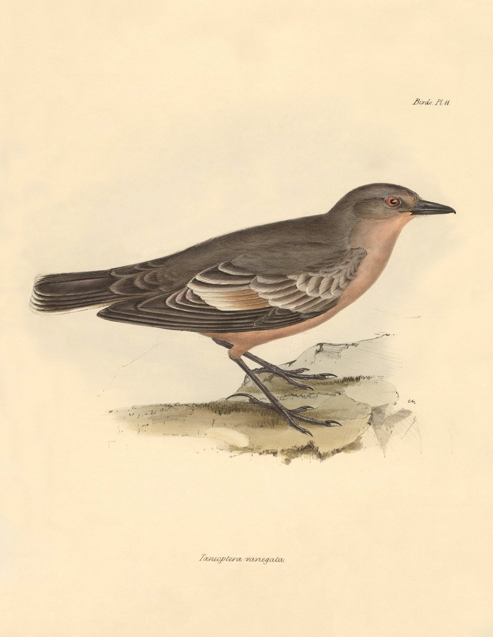 Ornithology: The Taenioptera variegata described by Charles Darwin during his exploration journey aboard the Beagle. Plate from The Zoology of the voyage of H.M.S. Beagle under the command of Captain Fitzroy during the years 1832 to 1836 by Unbekannter Künstler
