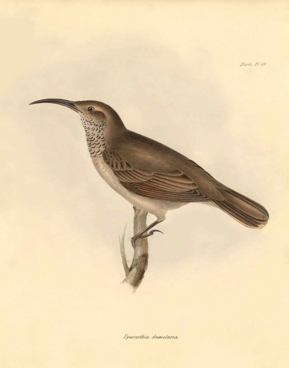 Ornithology: The Upercerthia dumetaria described by Charles Darwin during his exploration journey aboard the Beagle. Plate from The Zoology of the voyage of H.M.S. Beagle under the command of Captain Fitzroy during the years 1832 to 1836 by Unbekannter Künstler