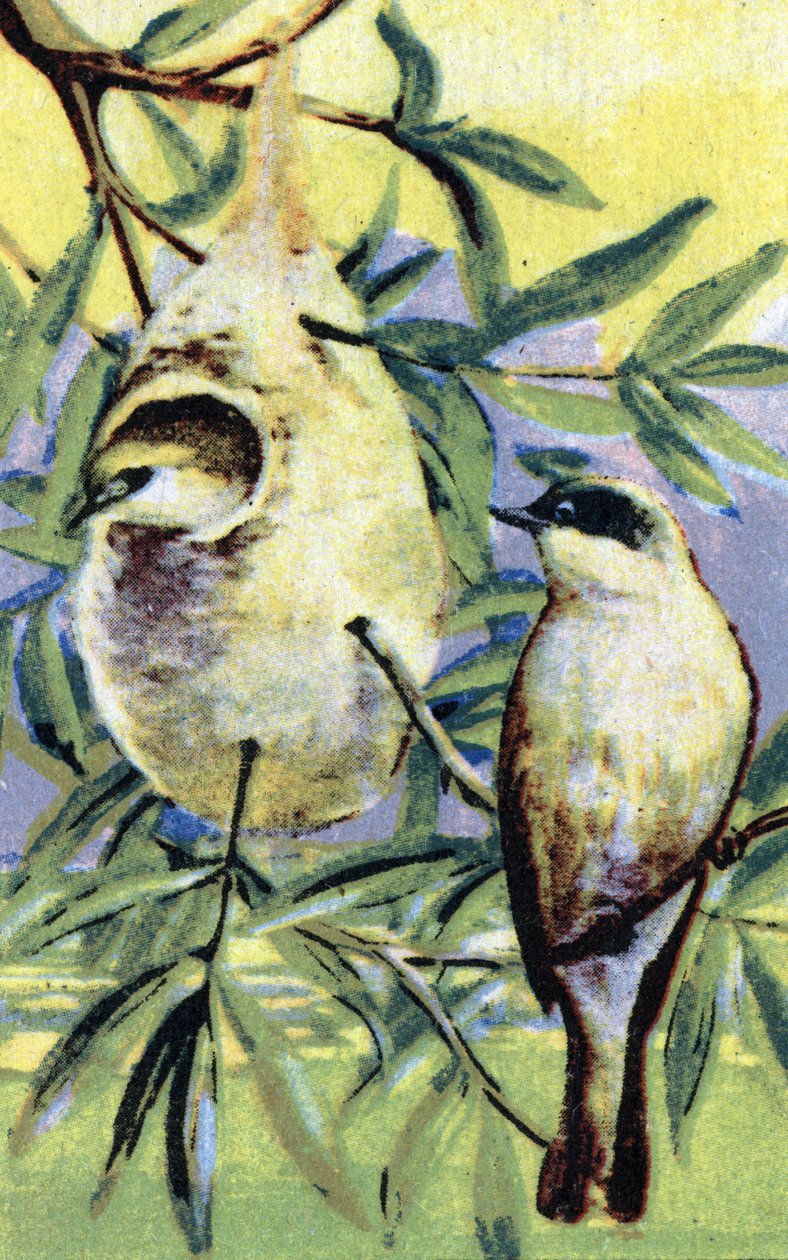 Ornithology: Eurasian Penduline Tit by Unbekannter Künstler