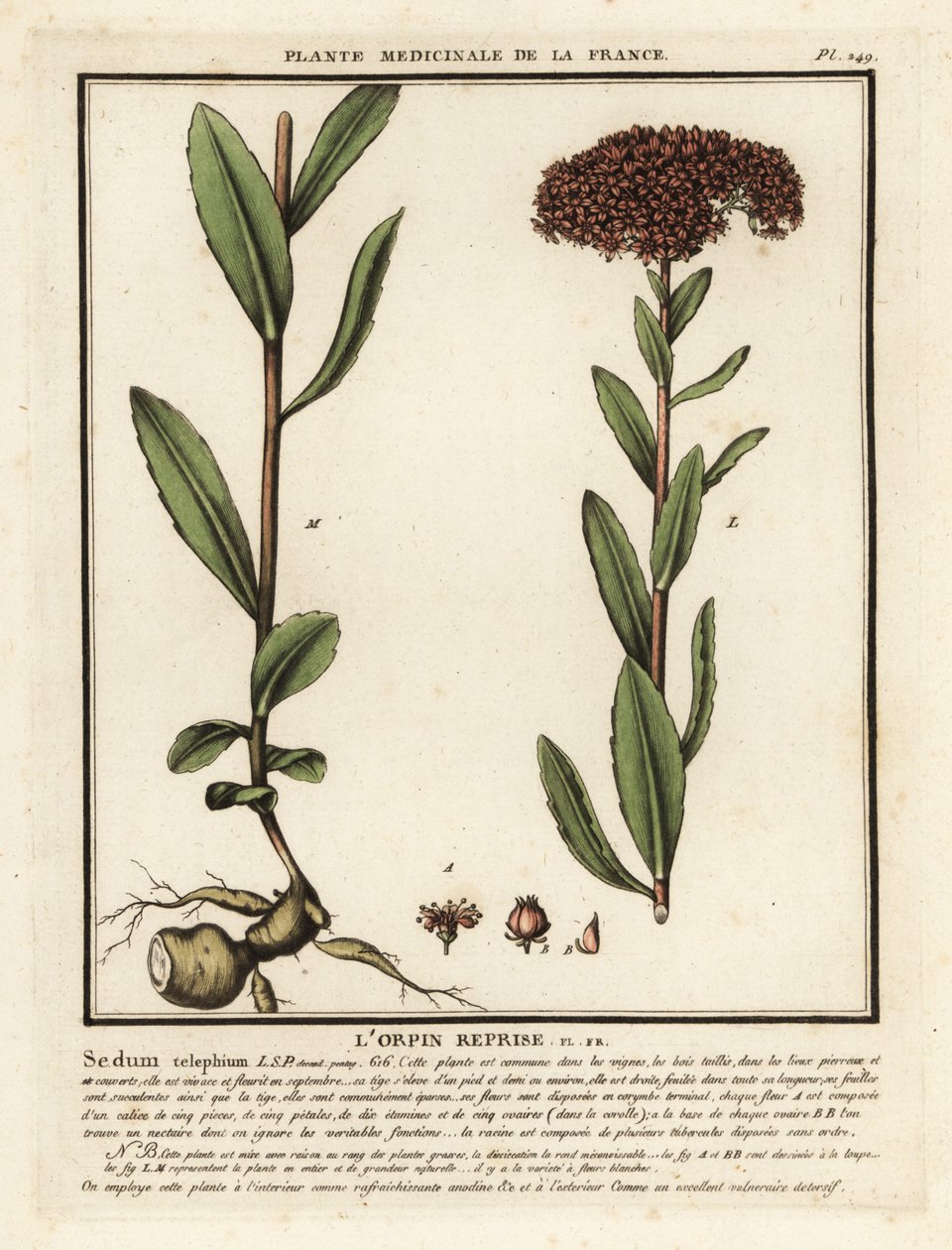 Orpine, Sedum telephium by Unbekannter Künstler
