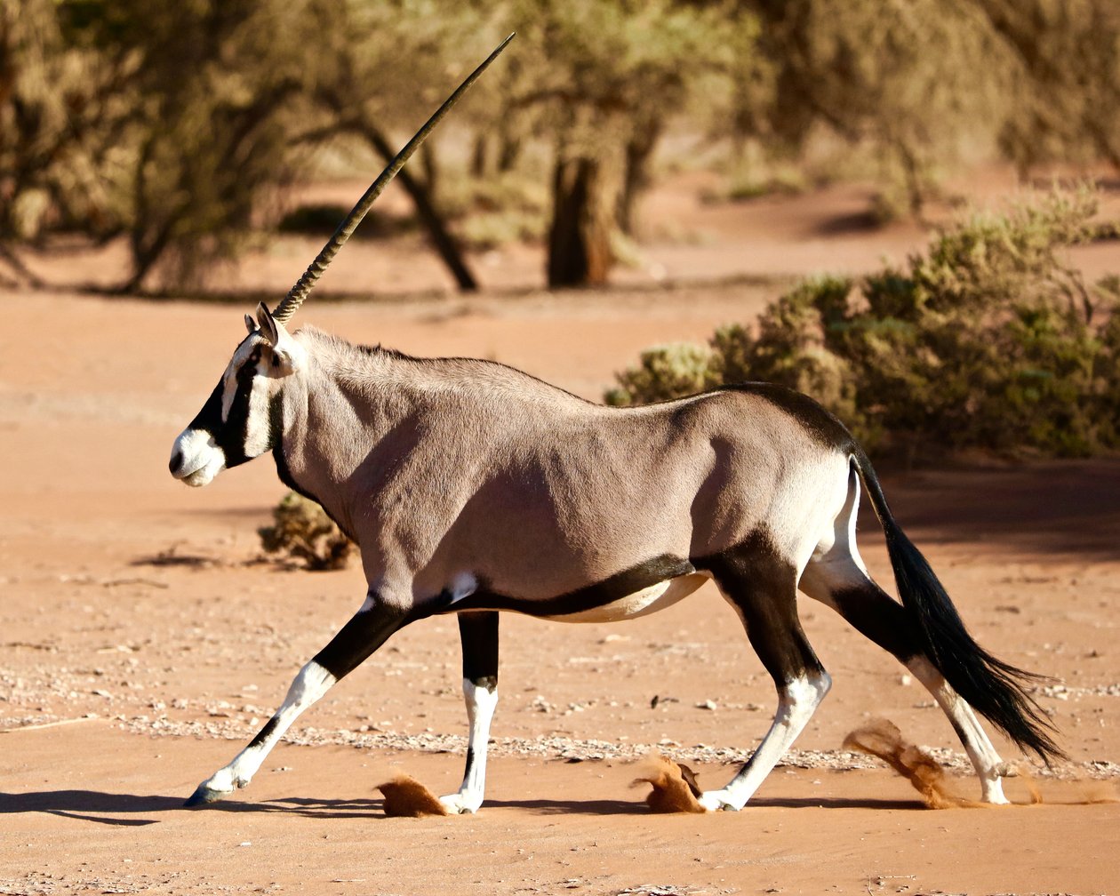 Oryx, Namib Desert, 2017 by Unbekannter Künstler