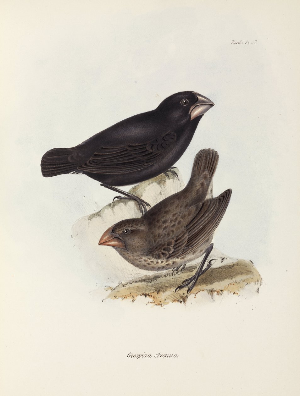 Pair of finches, Galapagos Islands, c 1832-1836 by Unbekannt