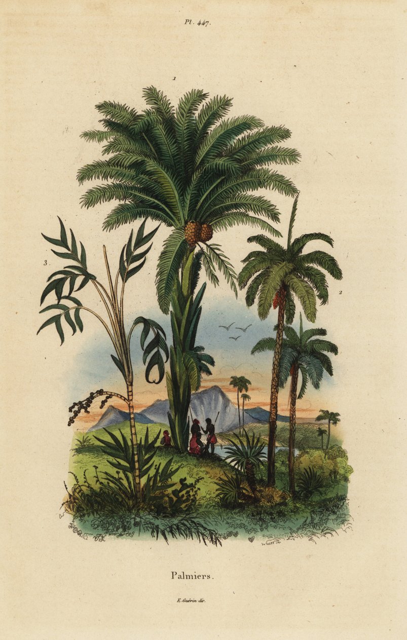 Palm trees: date palm, Phoenix dactylifera 1, Attalea species 2, and Geonoma species 3 by Unbekannt