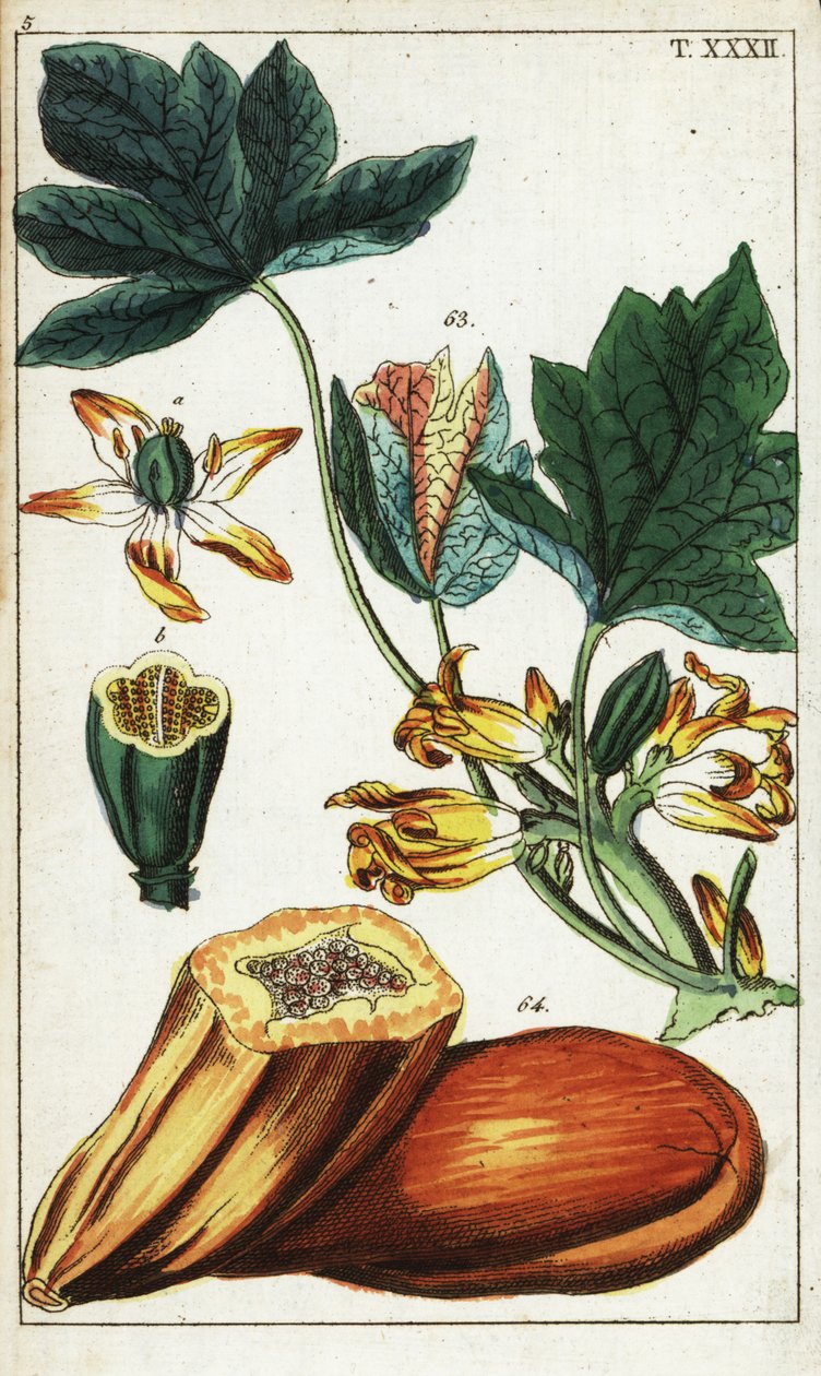 Papaya fruit, section, flowers and leaves, Carica papaya by Unbekannter Künstler