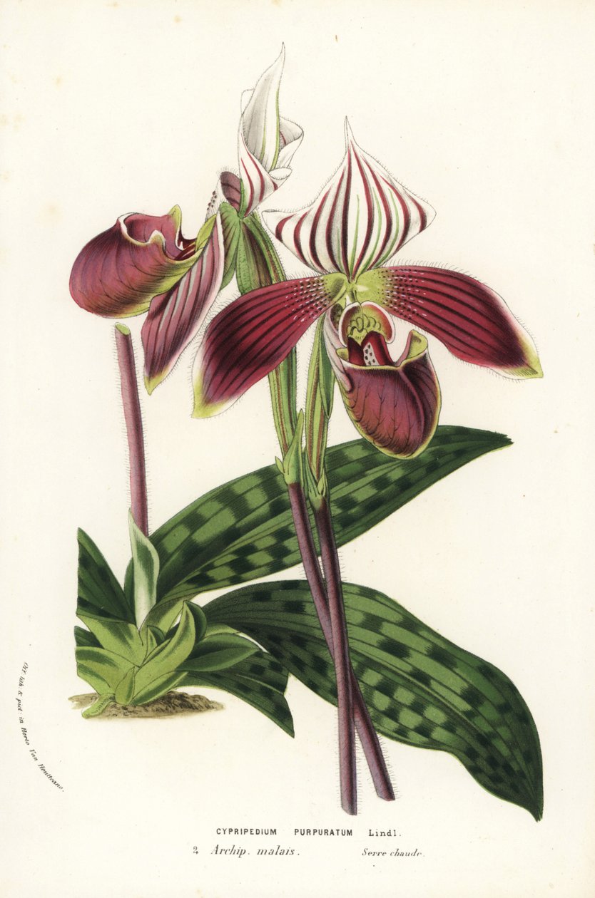 Paphiopedilum purpuratum orchid. Handcoloured lithograph from Louis van Houtte and Charles Lemaire