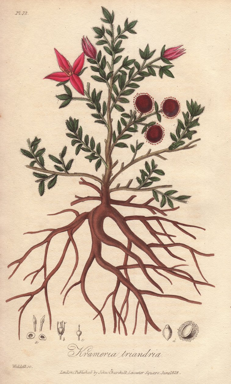 Para or Peruvian Rhatany, Krameria Lappacea by Unbekannter Künstler