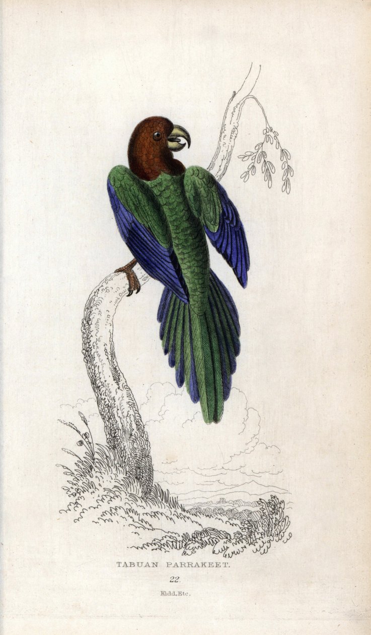 Parakeet Pumpadour, Prosopeia tabuensis. Psittacus tabuensis by Unbekannter Künstler