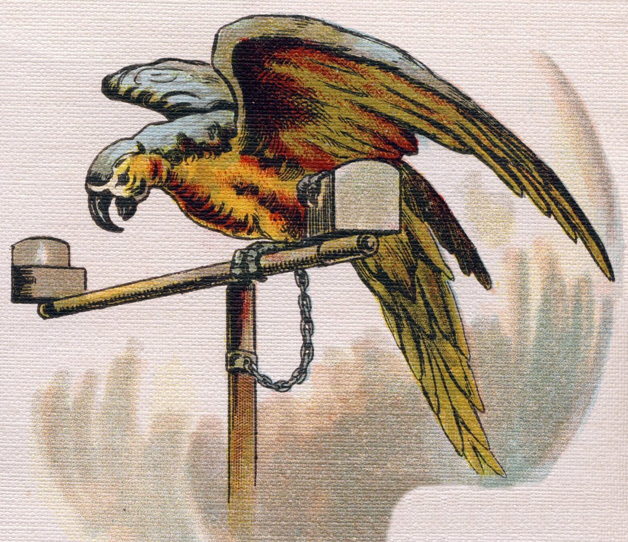 Parrot on a perch. Engraving in 