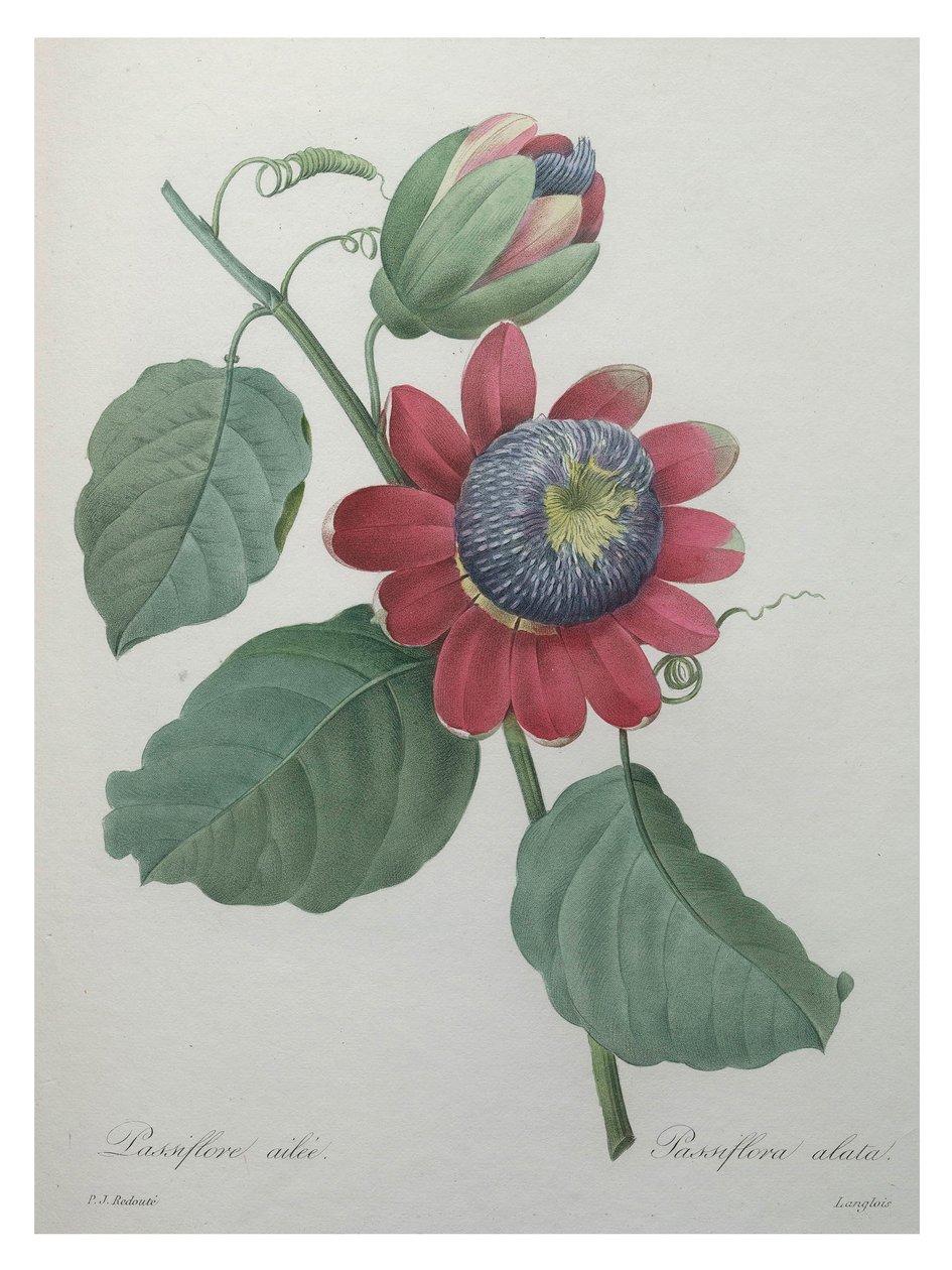 Passion Flower by Unbekannt