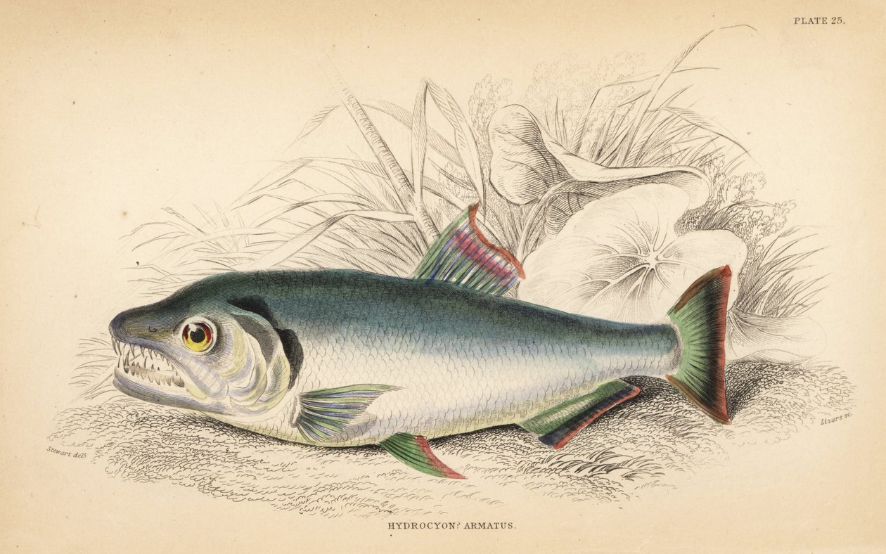 Payara, Hydrolycus Armatus. Handcoloured Steel Engraving by W.H. Lizars from Robert Schomburg