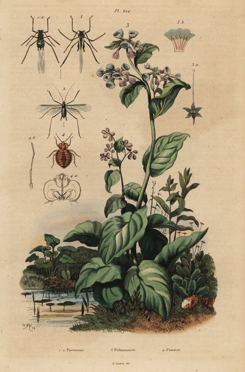 Peach aphid, Myzus persicae, rose aphid, Macrosiphum rosae, Virginia bluebells, Mertensia pulmonarioides, and bedbug, Cimex lectularius by Unbekannt
