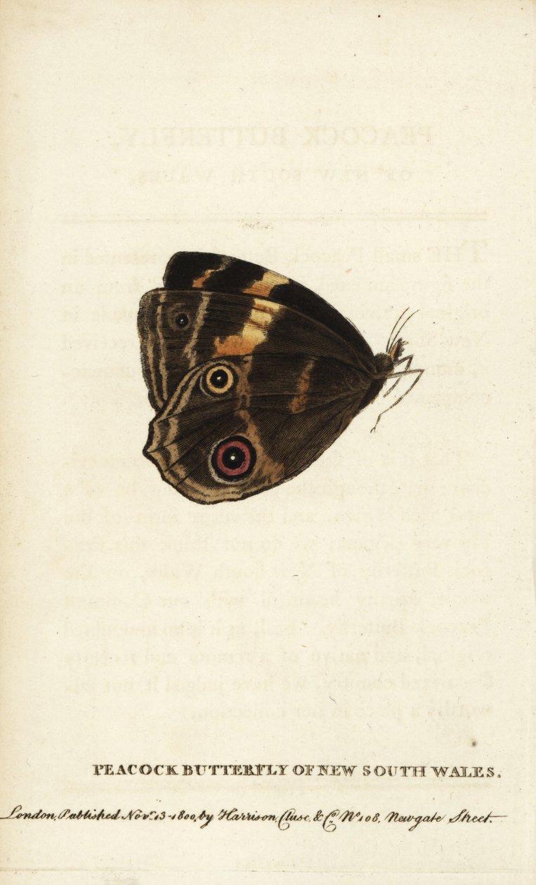 Peacock butterfly of New South Wales by Unbekannter Künstler