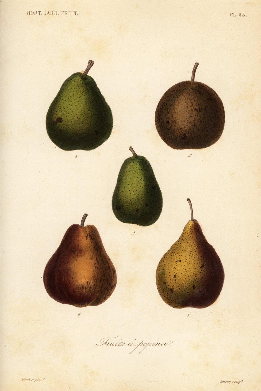Pear varieties by Unbekannt: Premium art reproduction