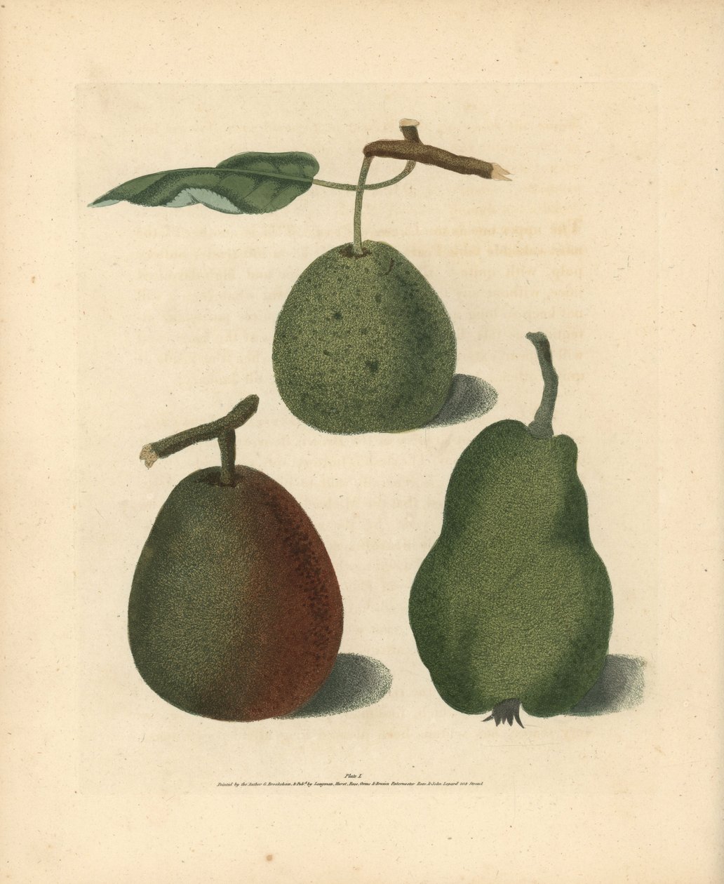 Pear varieties, Pyrus communis: Cressan, Gansell