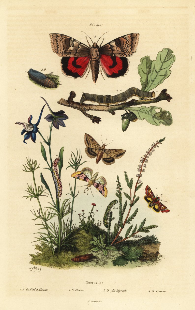 Pease Blossom, Cotton Bollworm, Yellow Underwing, and Large Yellow Underwing, Larva and Pupa by Unbekannt
