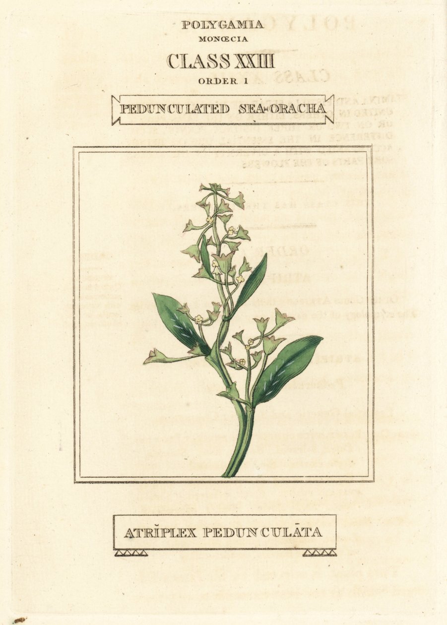 Pedunculate sea-purslane, Atriplex pedunculata by Unbekannter Künstler