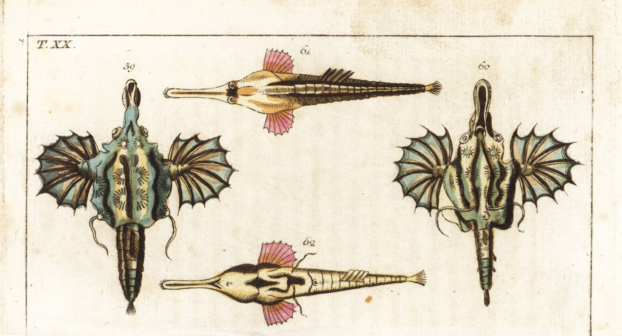 Pegase, long-tailed butterfly fish, Short dragonfish, and longtail seamouth by Unbekannter Künstler