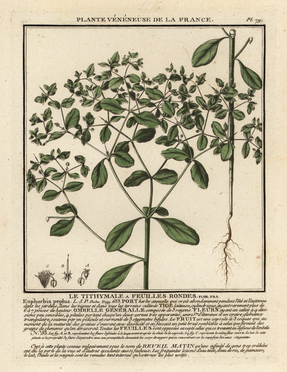 Petty spurge, Euphorbia peplus by Unbekannter Künstler