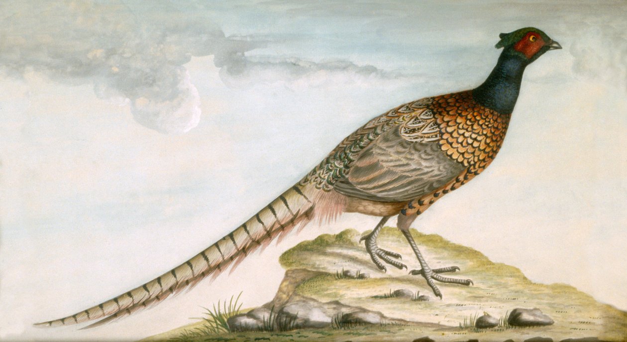 Pheasant by Unbekannter Künstler