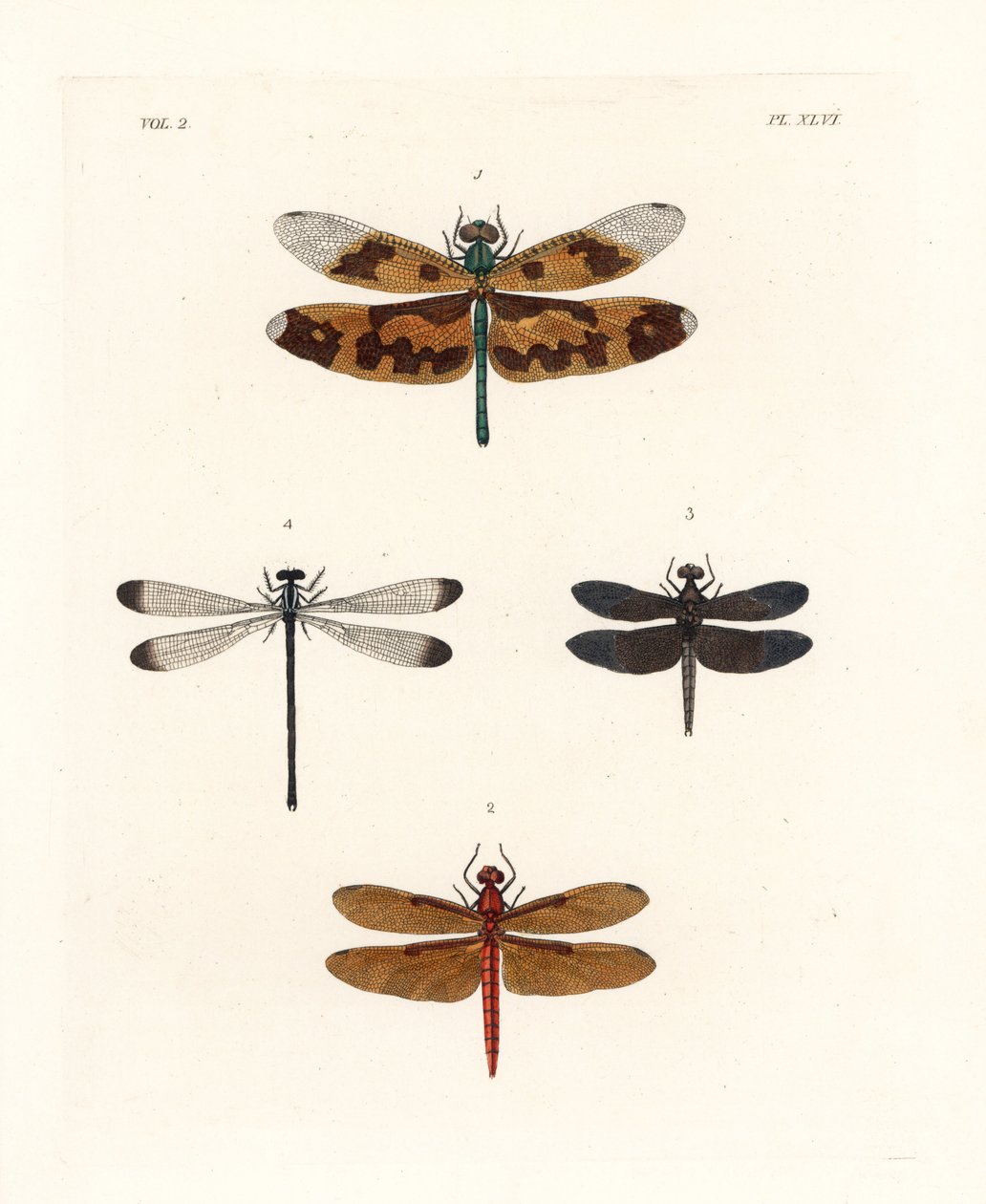 Picture wing dragonfly, fulvous forest skimmer, pied paddy skimmer, and shadowdamsel by Unbekannter Künstler