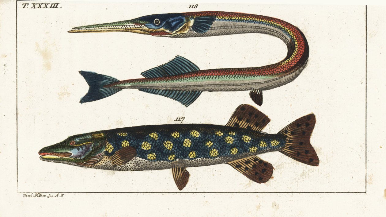 Pike (or northern pike) and sea needle or garfish by Unbekannter Künstler