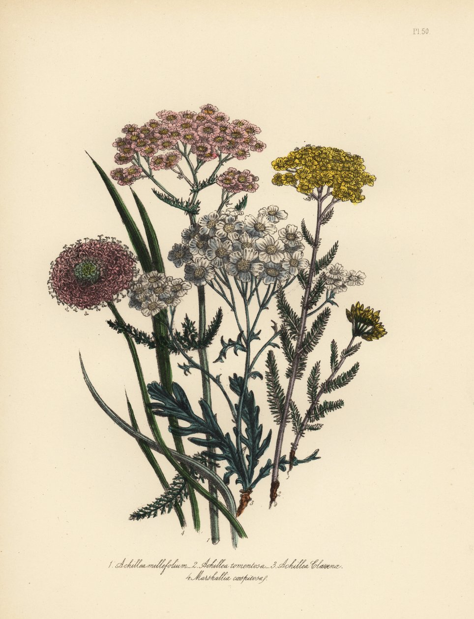Pink-flowered milfoil, golden yarrow, Clavena