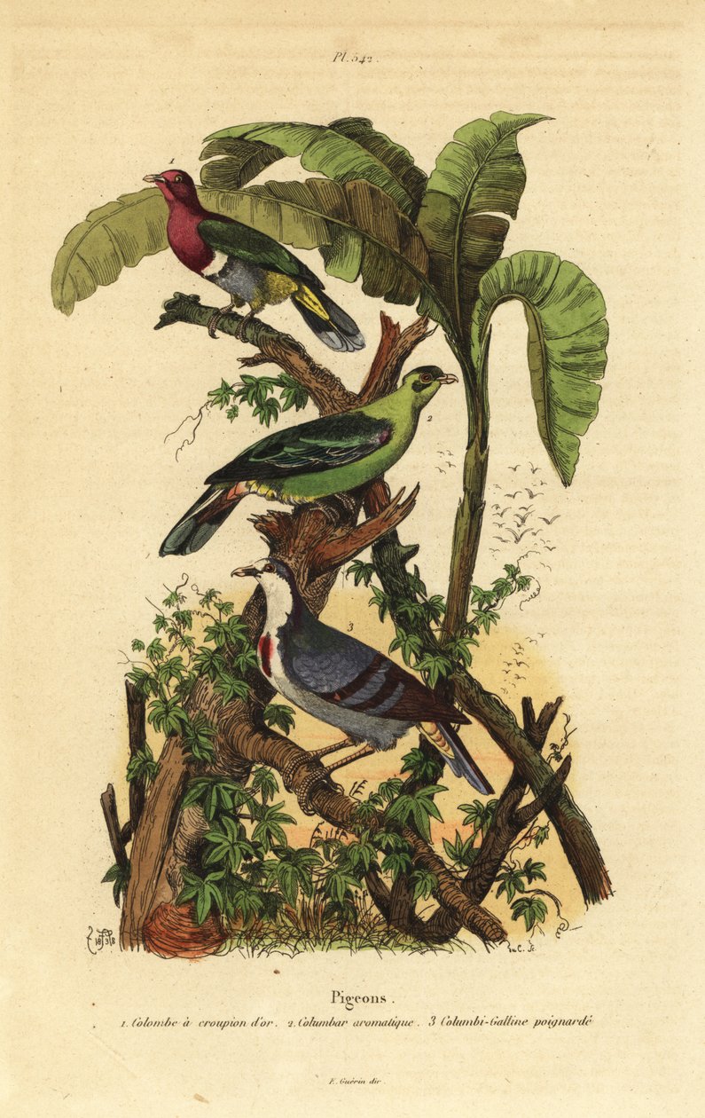 Pink-headed fruit-dove, Buru green pigeon, and Luzon bleeding-heart by Unbekannt