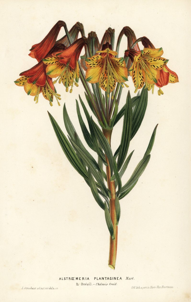 Plantain-leaved alstroemeria, Alstroemeria plantaginea. Handcoloured lithograph from Louis van Houtte and Charles Lemaire