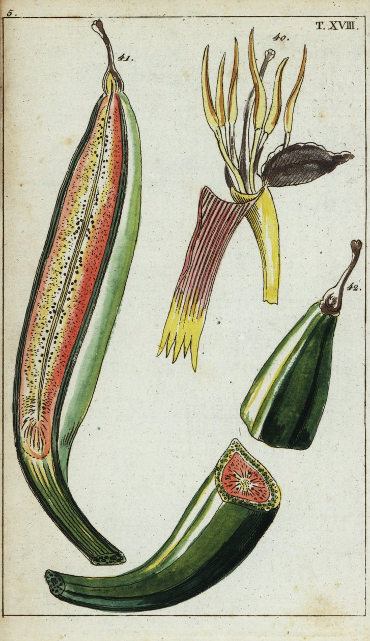 Plantains, Musa x paradisiaca by Unbekannter Künstler