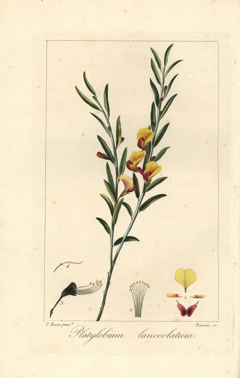 Platylobium lanceolatum, native to Australia by Unbekannter Künstler
