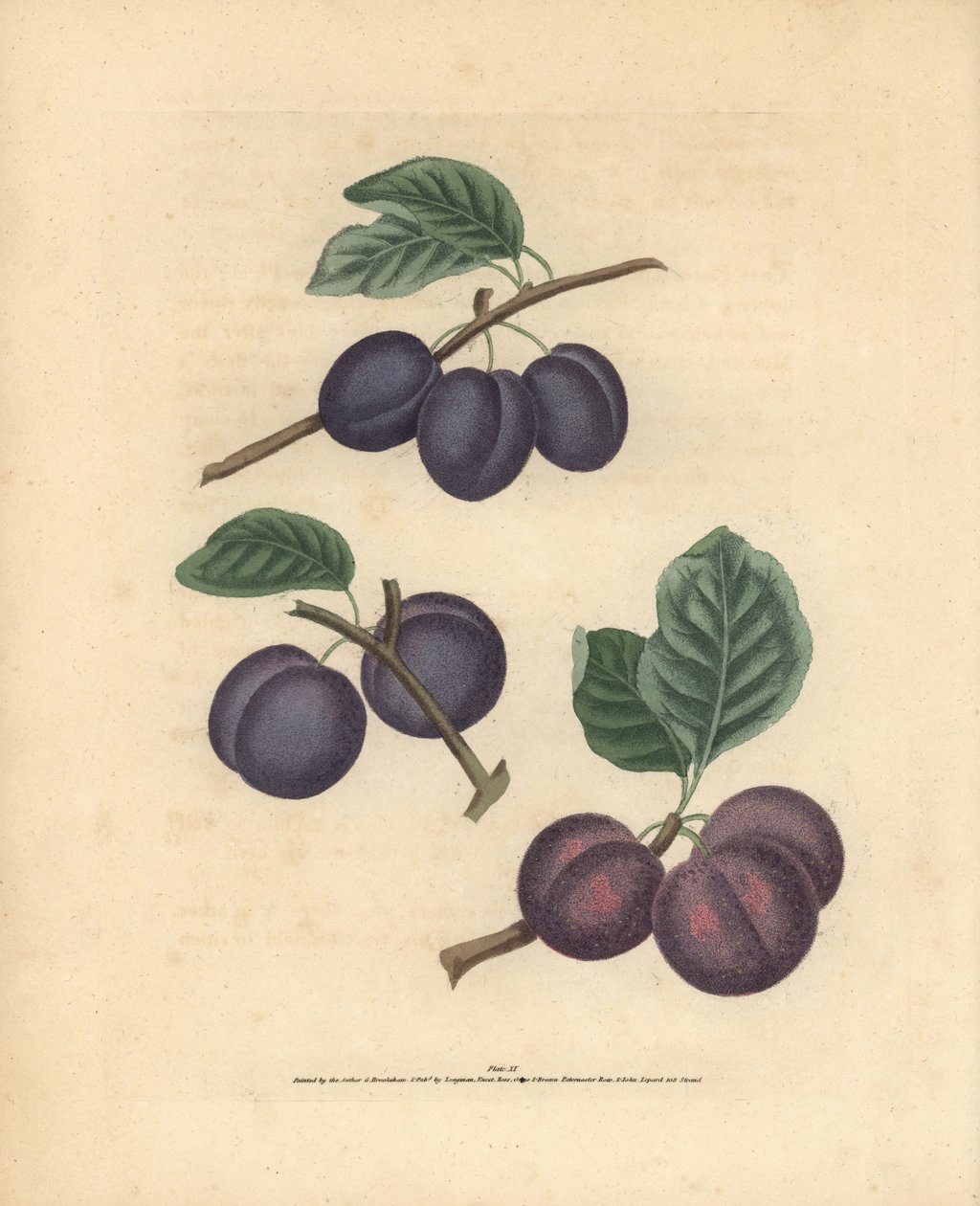 Plum Varieties: Tours, Lawrane