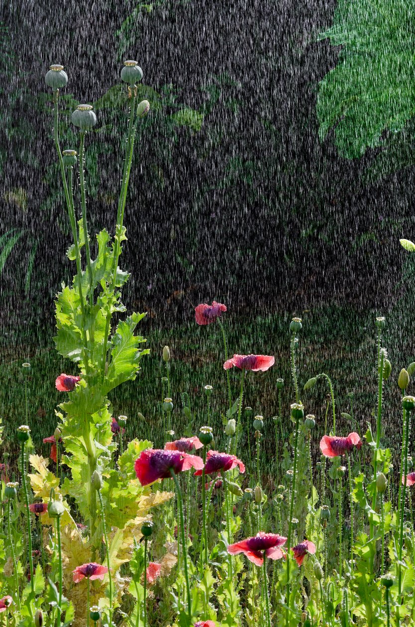 Poppy (Papaver somniferum) flowers and seedheads in summer downpour, Gower, South Wales by Unbekannter Künstler
