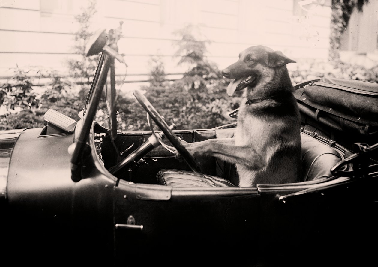 Prize winning Police dog Alex behind the wheel of a car by Alec Hunter