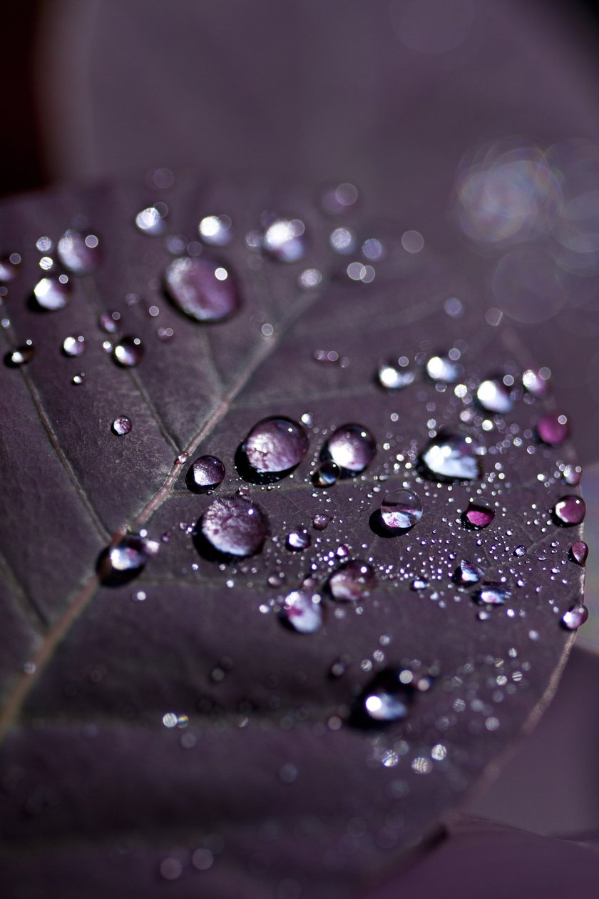 Purple Leaves II by Unbekannter Künstler