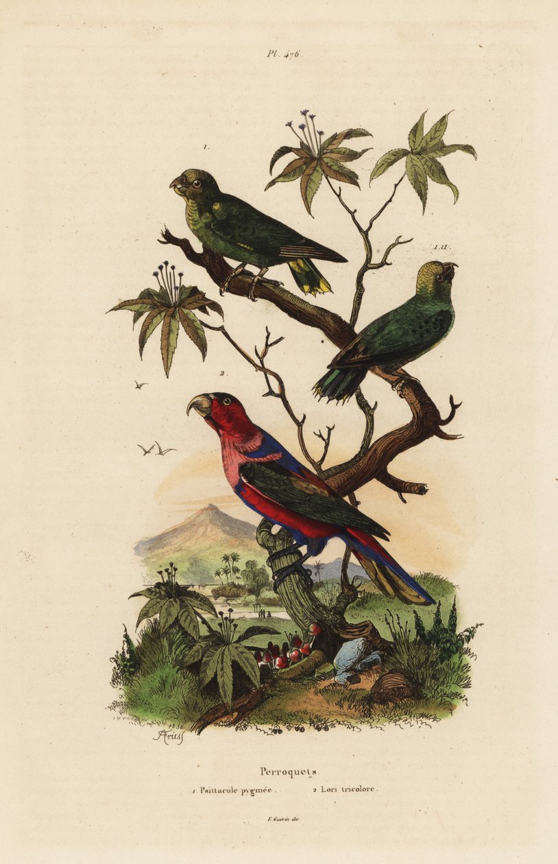 Pygmy parrot and black-capped lory by Unbekannt